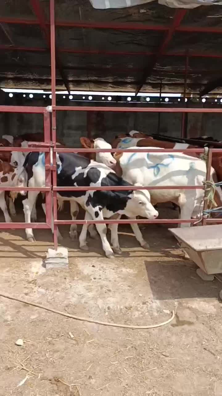 گوساله اصیل پرواری|حیوانات مزرعه|تهران, هفده شهریور|دیوار