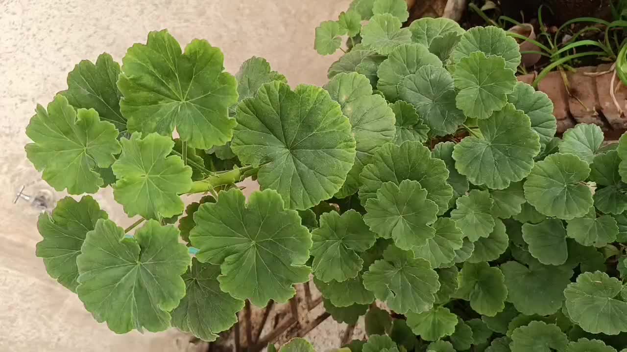 قدیمی|کلکسیون و سرگرمی|ارومیه, |دیوار