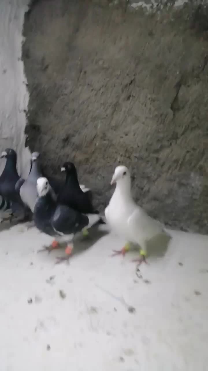 کبوترآلمانی وکرمونی|پرنده|تربتحیدریه, ۴۵ متری|دیوار