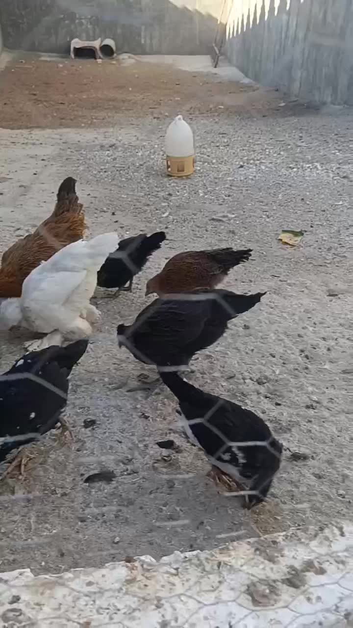 مرغ خروس جوجه|حیوانات مزرعه|بروجرد, |دیوار