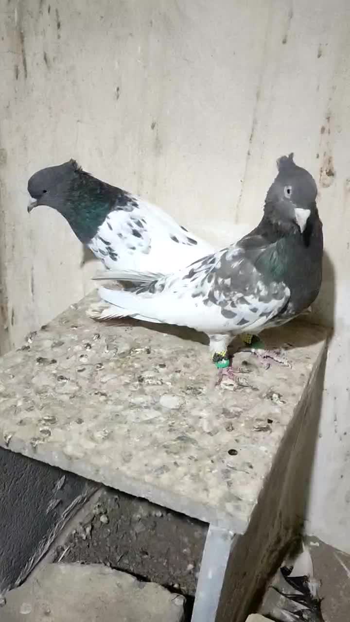 کله مشکی|پرنده|مشهد, رضاییه|دیوار