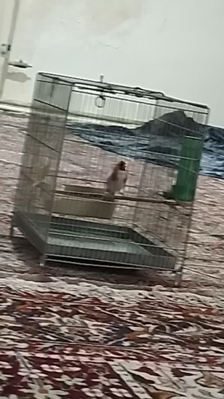 سهره|پرنده|قرچک, داوود آباد|دیوار