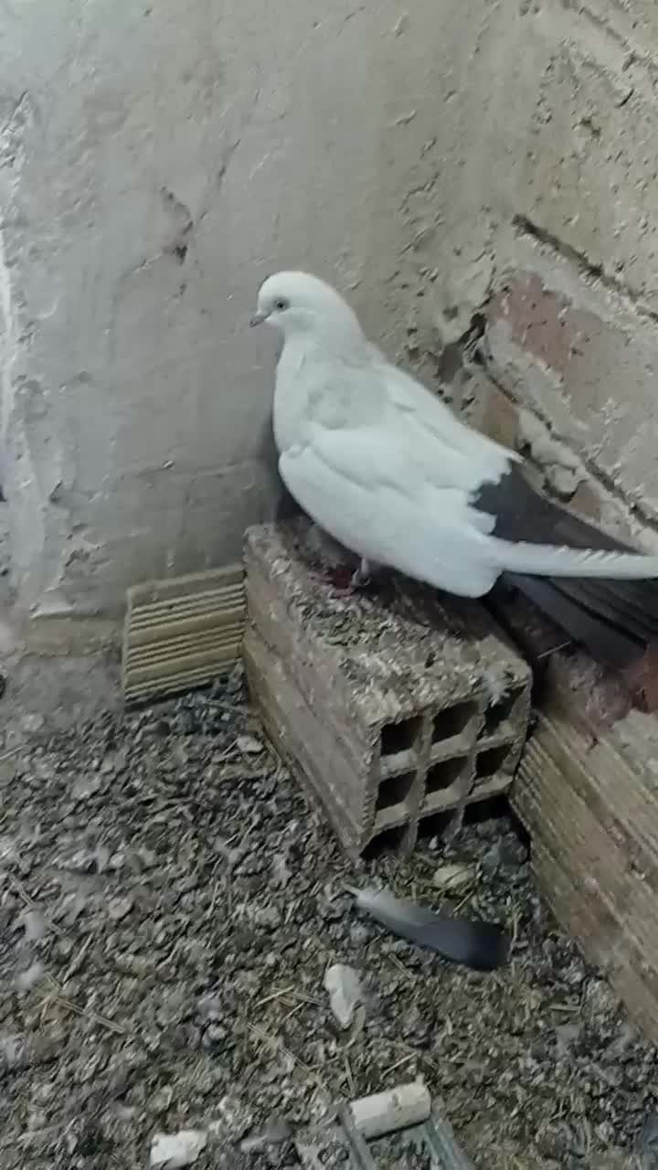 دمبی|پرنده|میانه, |دیوار