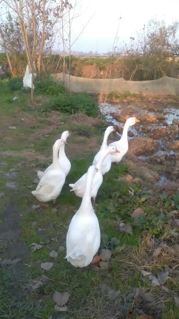 فروش پنج عدد قو غاز سالم و سلامت یک نر چهار ماده|حیوانات مزرعه|رشت, سیا اسطلخ|دیوار