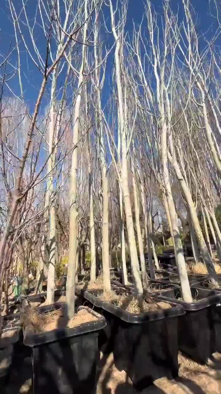 فروش نهال صنوبر کبوده با چک و مرکبات در مازندران|گل و گیاه طبیعی|ساری, |دیوار