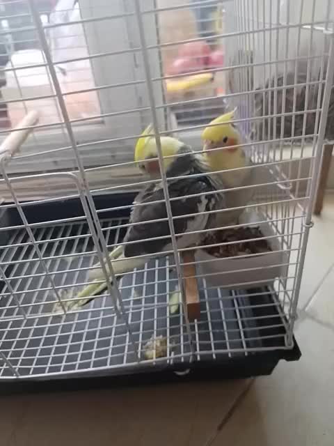 جوجه عروس هلندی|پرنده|محمدشهر, شهرک پیام (مهرالبرز)|دیوار