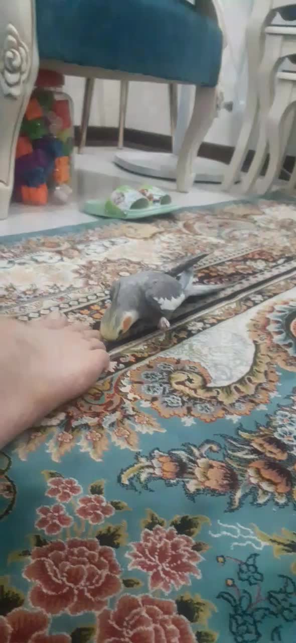 هلندی سخنگو تمام دستی|پرنده|محمدشهر, ولدآباد|دیوار