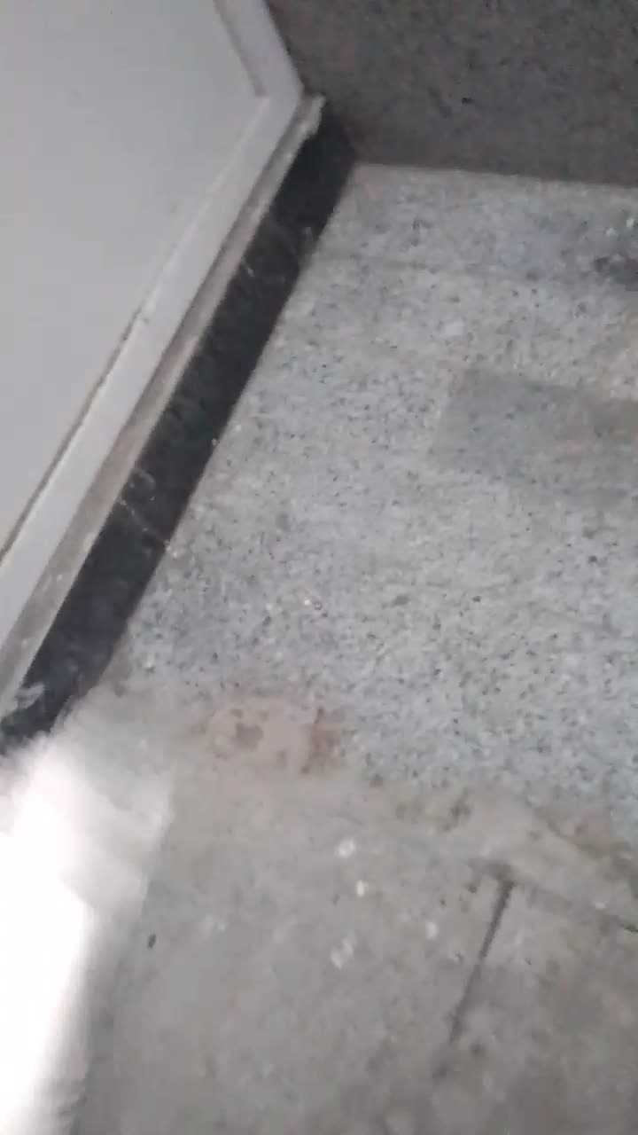 کفتر|پرنده|فولادشهر, C1|دیوار