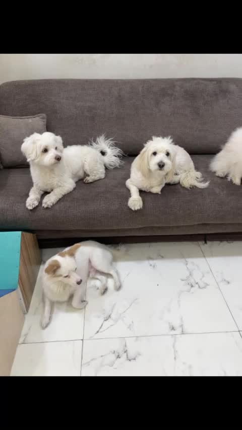 کارگر ساده پانسیون سگ|استخدام سرایداری و نظافت|تهران, دریا|دیوار