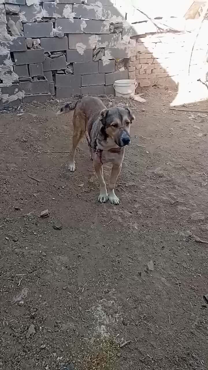 حیوان.|سگ|تربت جام, کاریز نو سفلی|دیوار