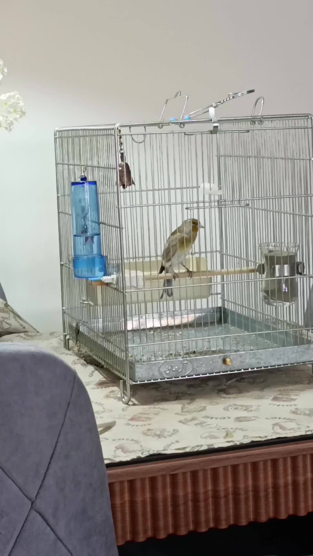 سهره قناری دستی|پرنده|فردیس, شهرک ناز|دیوار