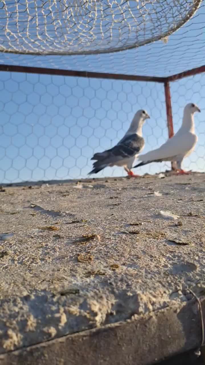 حیوون درجه یک|پرنده|تربتحیدریه, ترمینال|دیوار