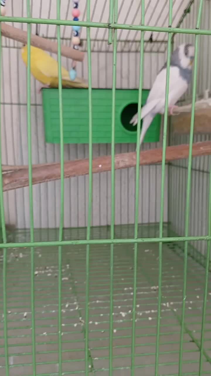 مرغ عشق|پرنده|فردیس, فردیس|دیوار