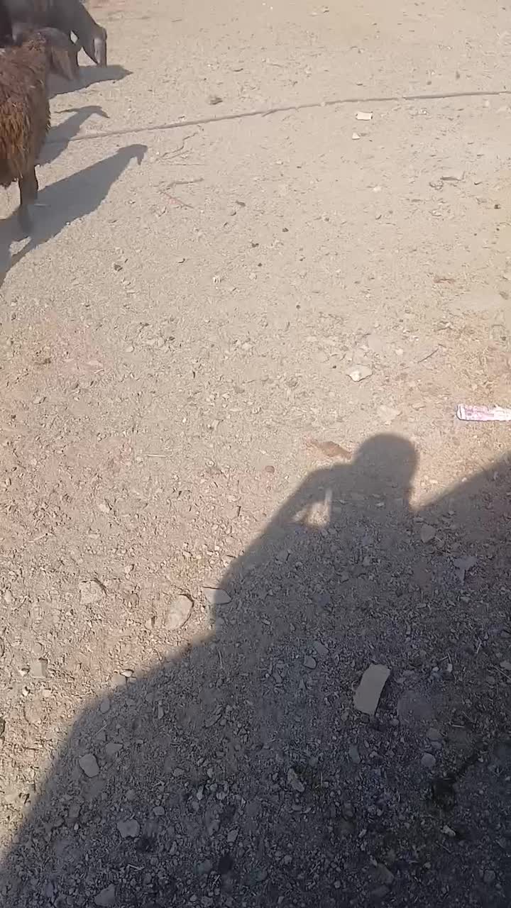 بره نر و ماده داشتی|حیوانات مزرعه|زالیان, |دیوار