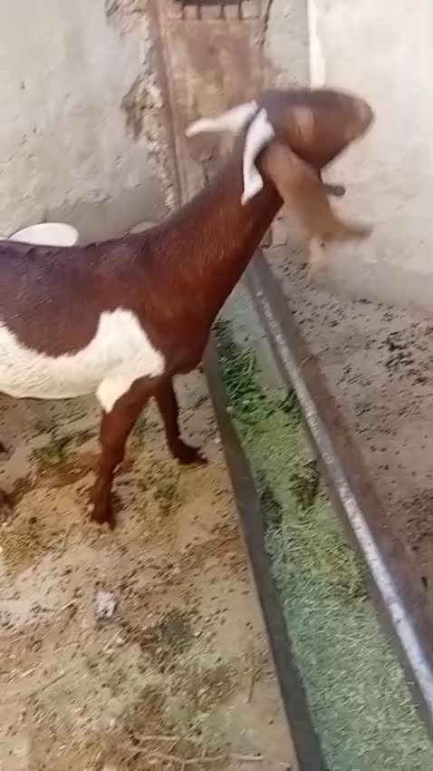 بز داشتی وگوشتی|حیوانات مزرعه|صحرای باغ, |دیوار