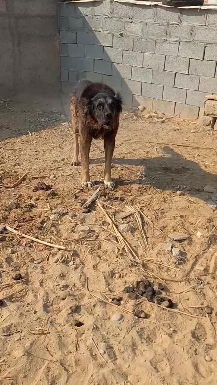 سگ قدرجونی درشت هیکل|سگ|رامشیر, |دیوار