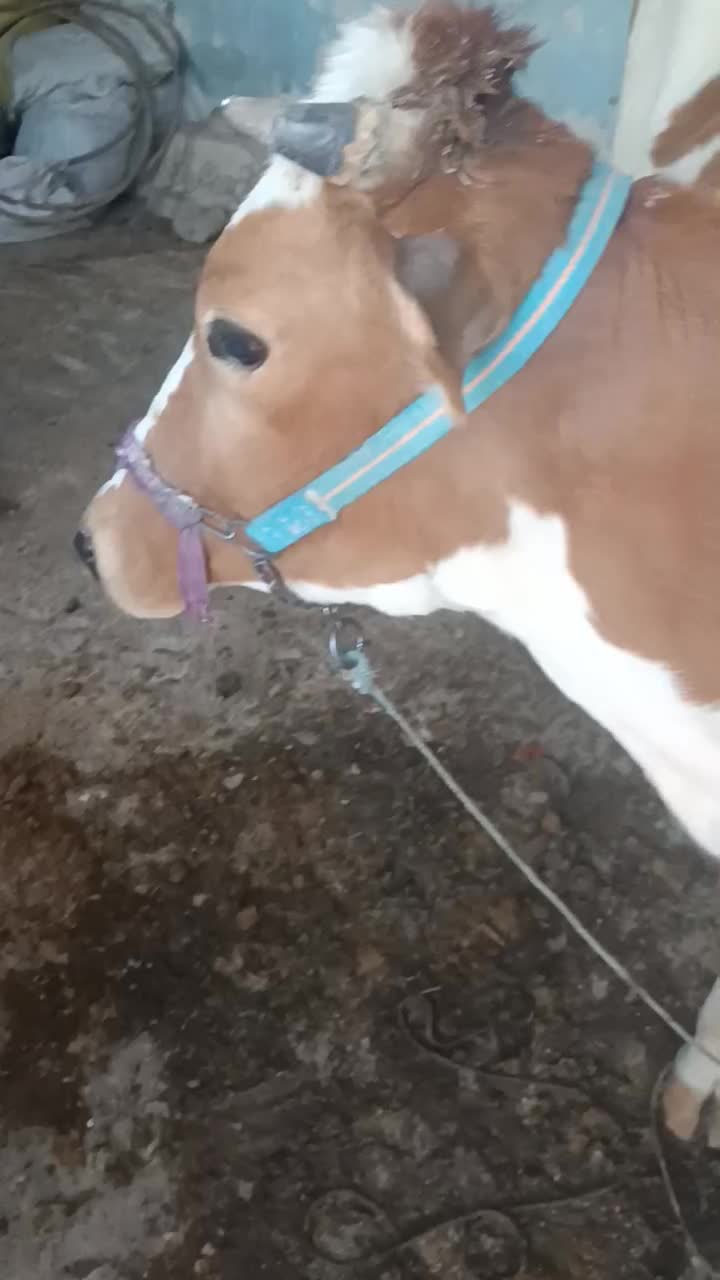 گاو جرسی حامله 7 ماهه|حیوانات مزرعه|بندر ماهشهر, |دیوار