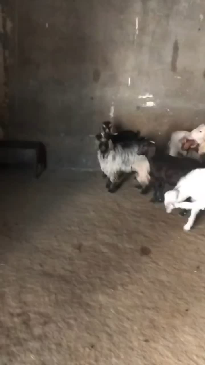 بزغاله|حیوانات مزرعه|کنگاور, |دیوار