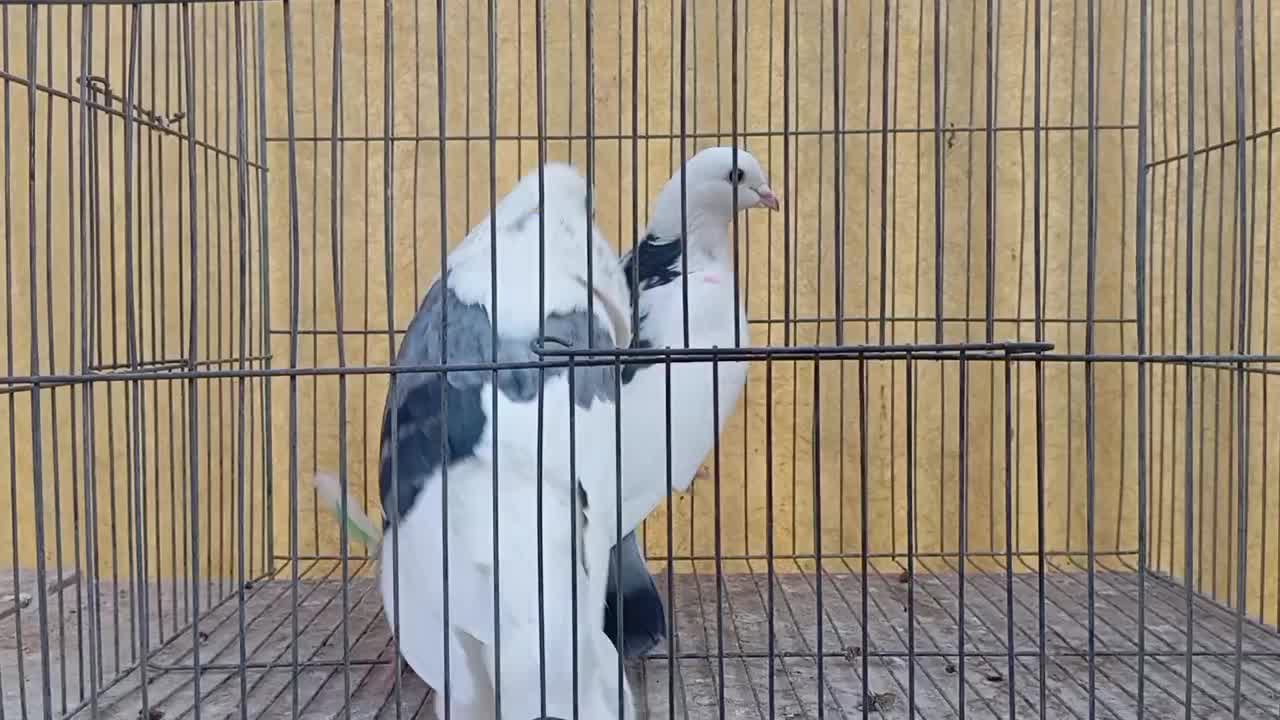 کبوتر هما تیکه پاره|پرنده|تهران, بیسیم|دیوار