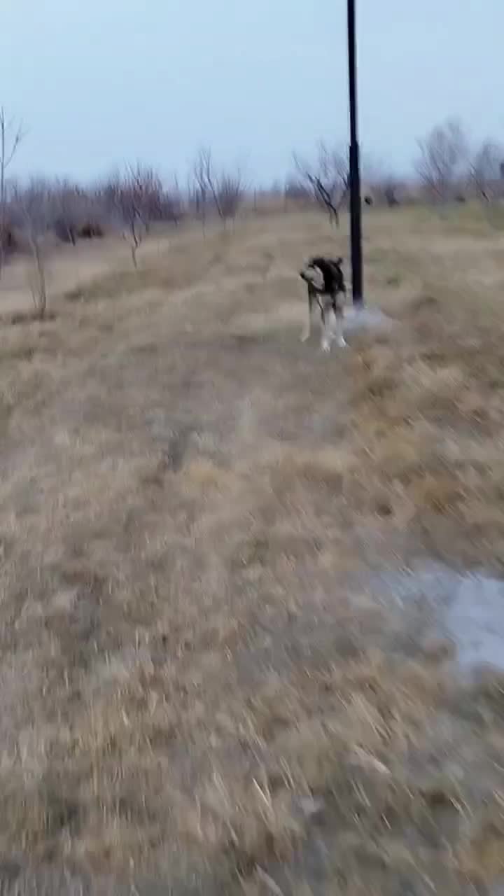 سگ عراقی|سگ|ماکو, |دیوار