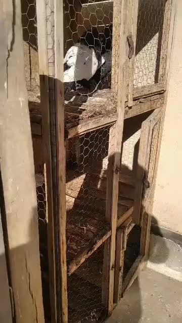 سینه ای|پرنده|قم, چهار مردان|دیوار