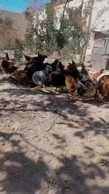 جوجه خونگی مرغ خروس|پرنده|مشهد, دهشک|دیوار