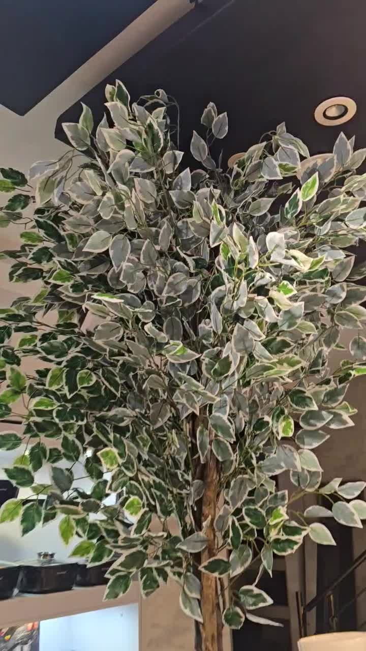 پخش( عمده و تک)انواع مدل گلدان فایبر(پلی اتلین)|صنایع دستی و سایر لوازم تزئینی|شیراز, عفیف‌آباد|دیوار