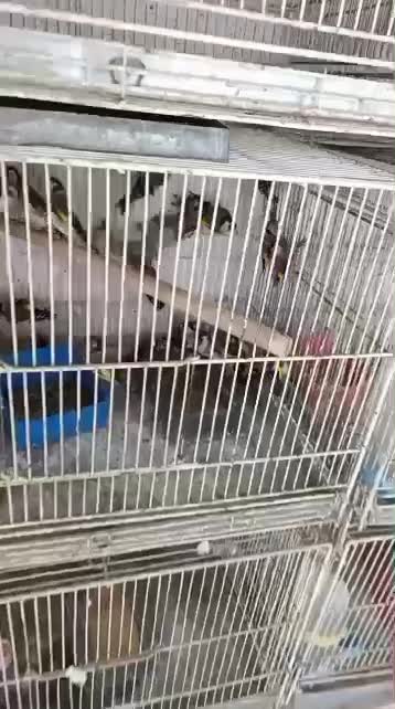 سهره|پرنده|بندرعباس, |دیوار