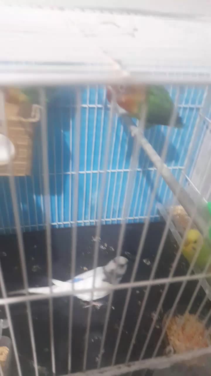 کوتوله و مرغ عشق|پرنده|مشهد, کارمندان دوم|دیوار