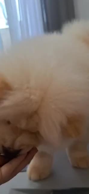 فروش فوری چاوچاو ماده 3 ماهه|سگ|رشت, سعدی (تختی)|دیوار