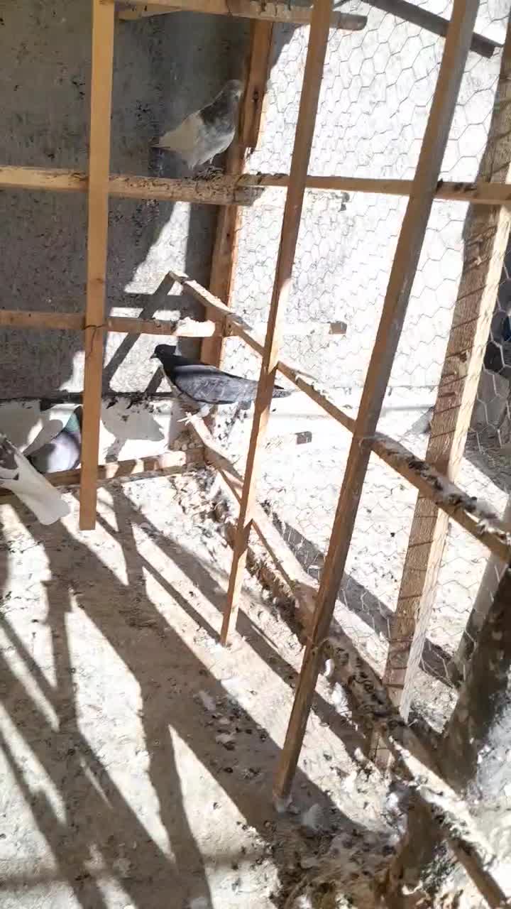 پرنده|پرنده|میانه, |دیوار