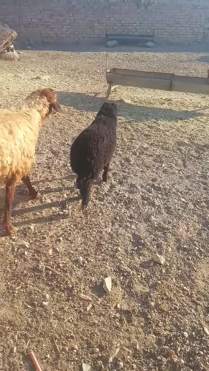 کهره بره میش بز|حیوانات مزرعه|مرودشت, پشت سایپا|دیوار