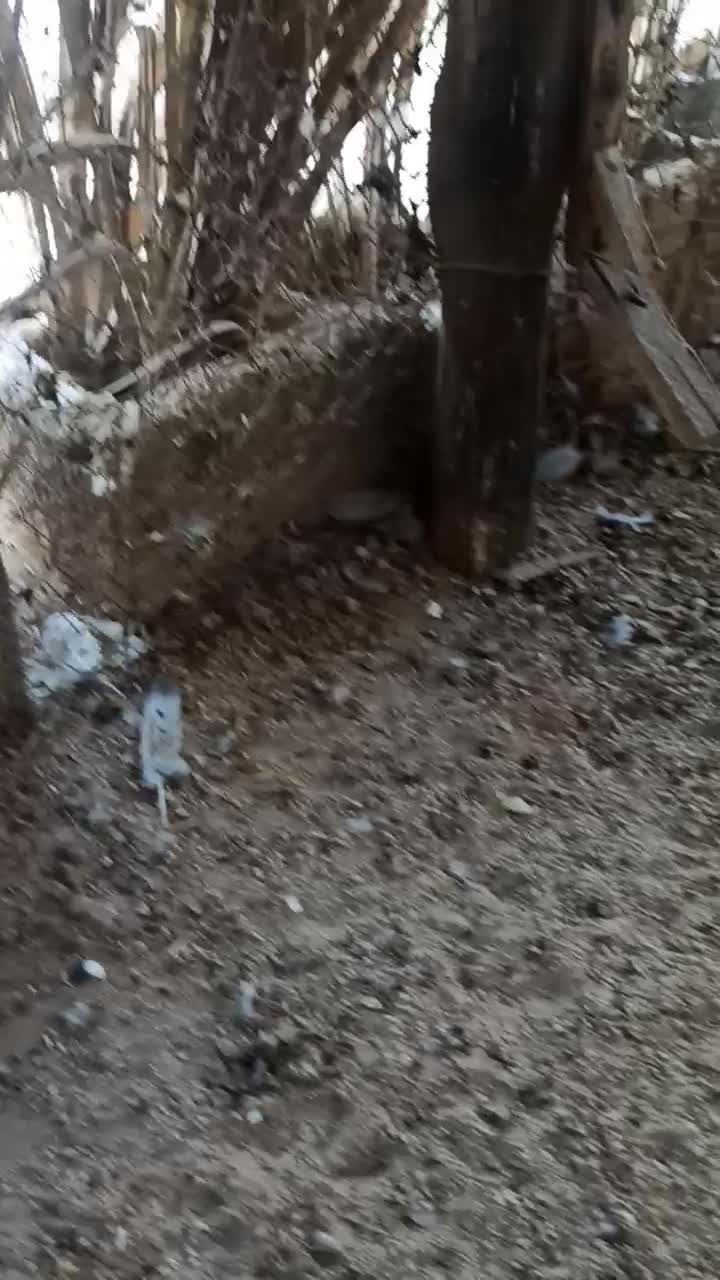 کبوترخارجی|پرنده|شبانکاره, |دیوار