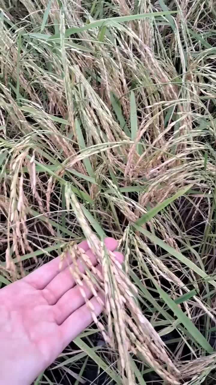 برنج کاملا ارگانیک و درجه یک محصول مزرعه خودم|خوردنی و آشامیدنی|رشت, باهنر|دیوار