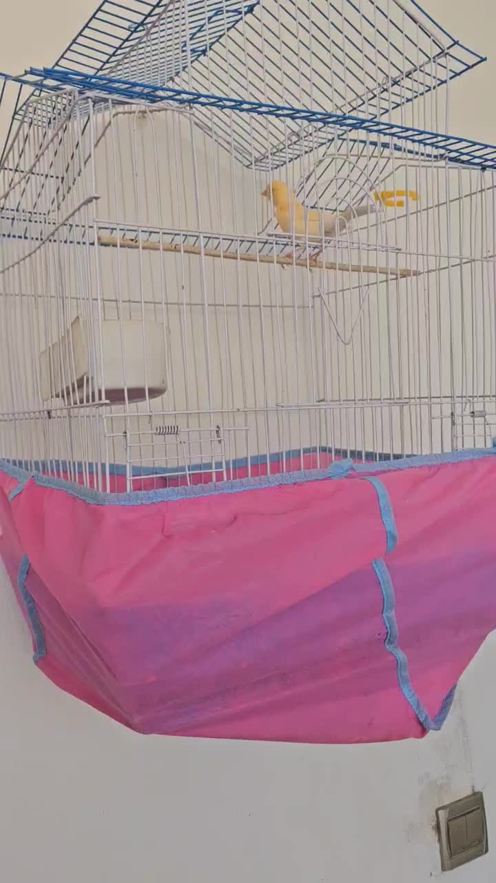 قناری مست|پرنده|سرپل ذهاب, |دیوار