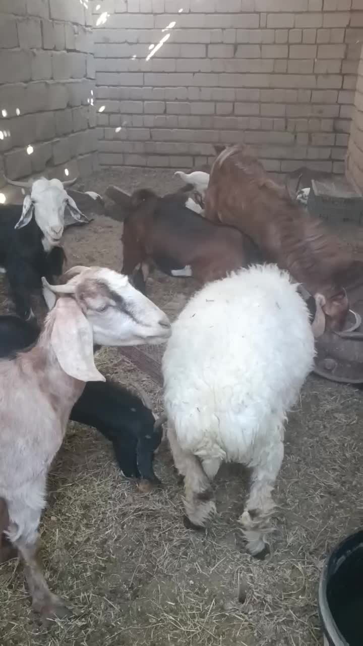 بز تروشت بایک پلات|حیوانات مزرعه|ایرانشهر, |دیوار