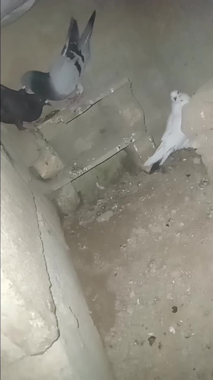 کفتر|پرنده|شیروان (خراسان), |دیوار
