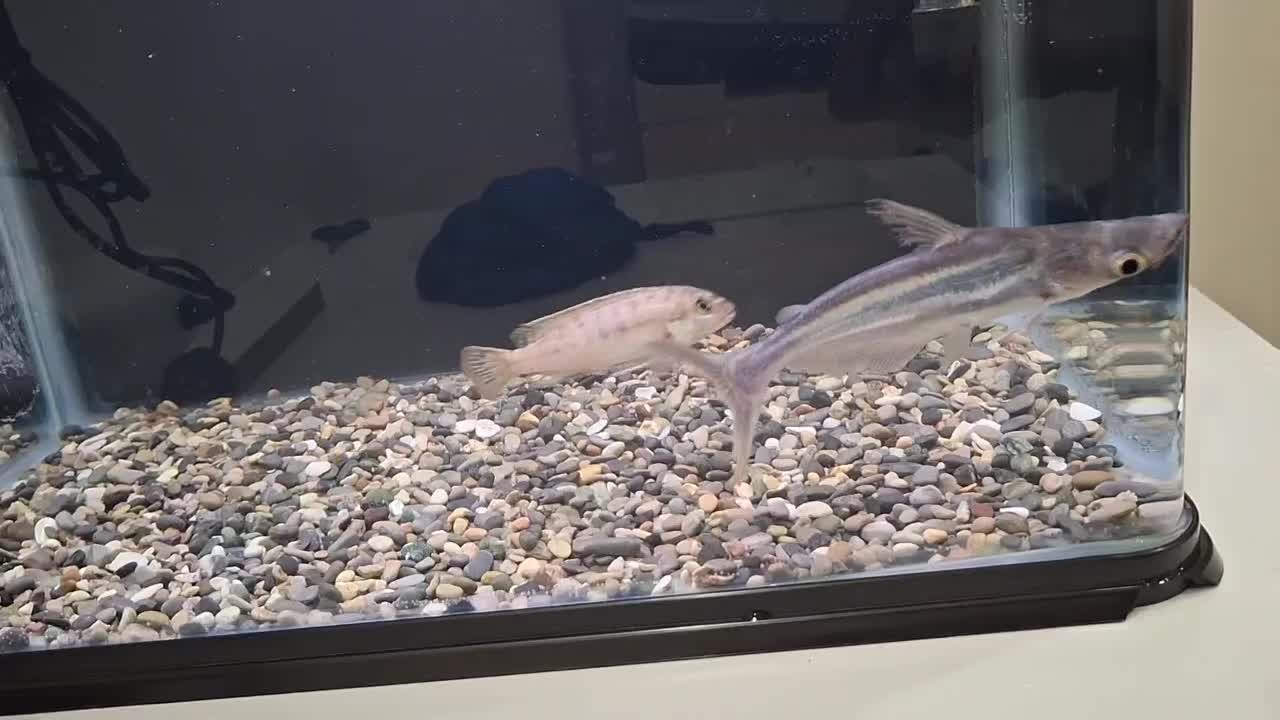 ماهی پنگوسی و سیچیلاید|ماهی|لاهیجان, آهندان|دیوار