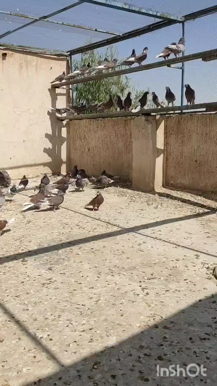 کبوتر پرشی|پرنده|قم, تعویض پلاک|دیوار