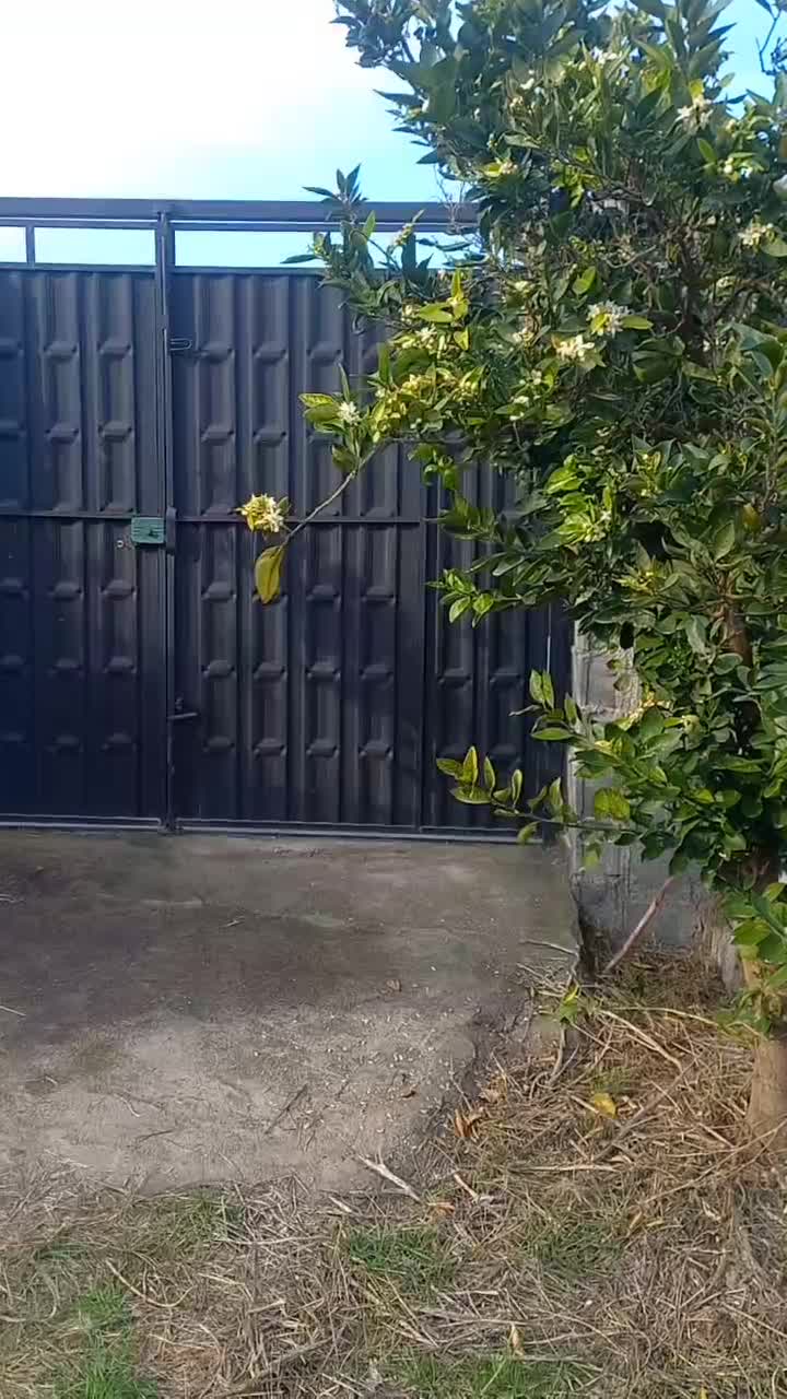 زمین چهار دیواری باغ پرتقال  ویلایی|فروش زمین و ملک کلنگی|ارطه, |دیوار