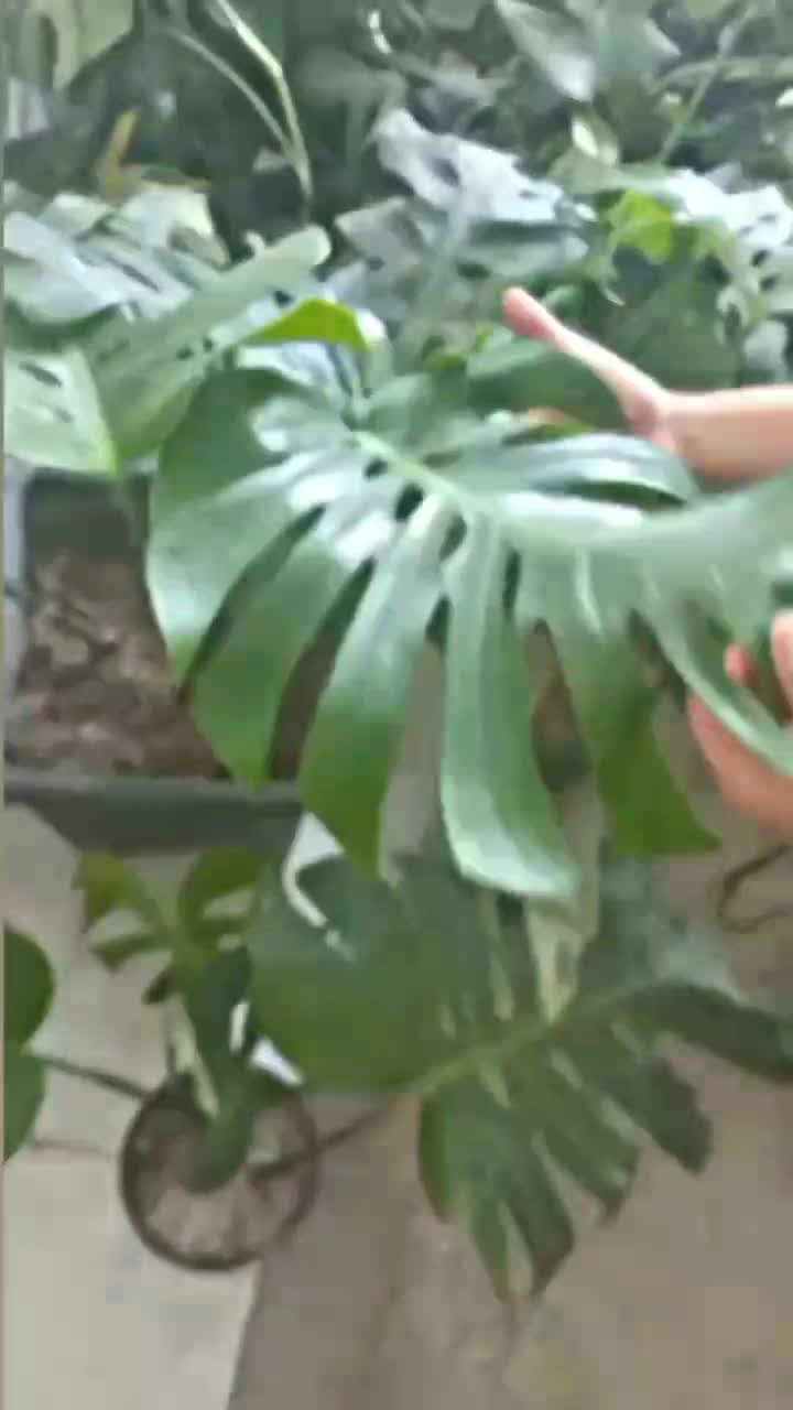 حراج گل مانسترا دلیسوز ابلغ و سبز|گل و گیاه طبیعی|قائن, |دیوار