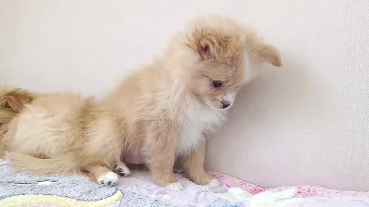 شیتزو پامر|سگ|صدرا-فارس, فاز ۱|دیوار