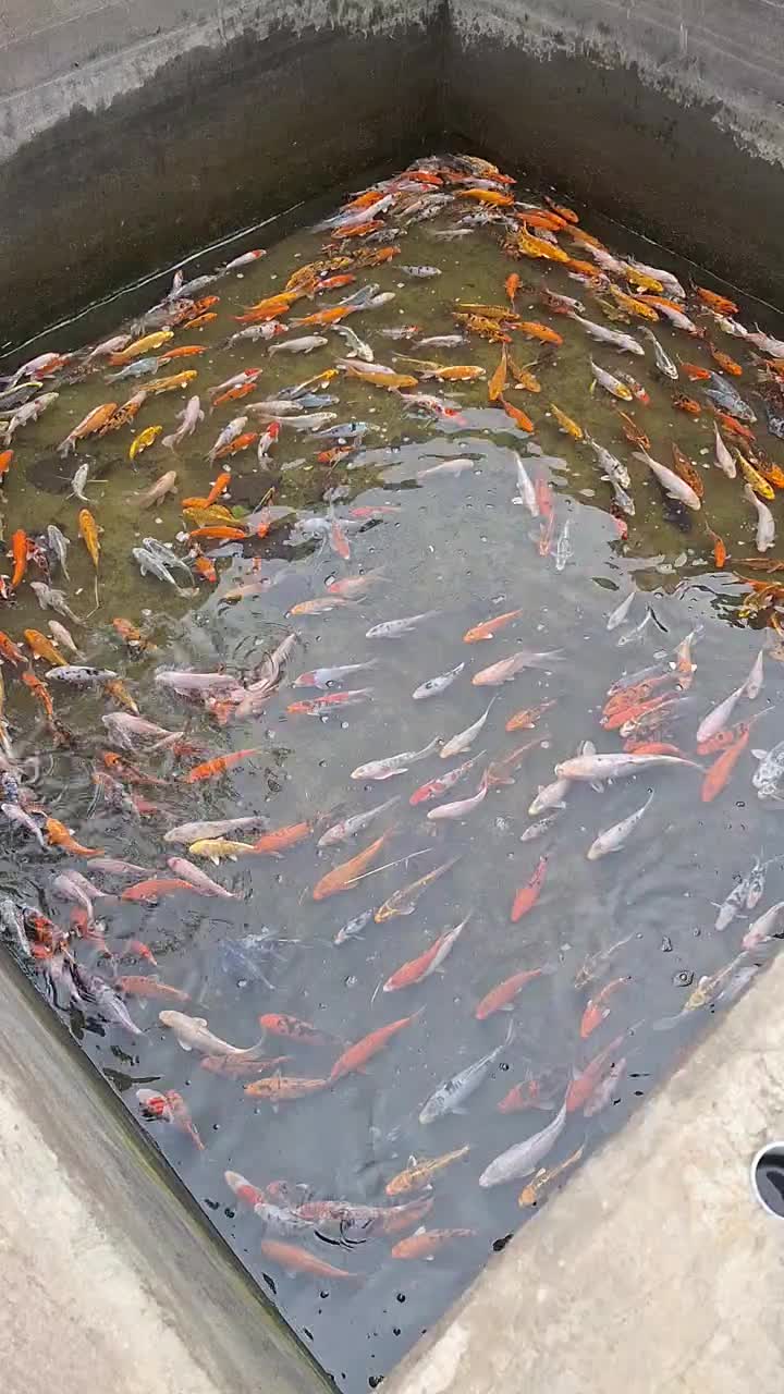 ماهی کوی ۱۵ تا ۲۵ سانت|ماهی|رشت, گیل|دیوار