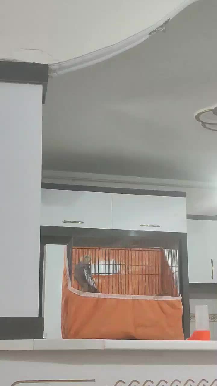 عروس هلندی صحبت میکنه|پرنده|سبزوار, باهنر|دیوار