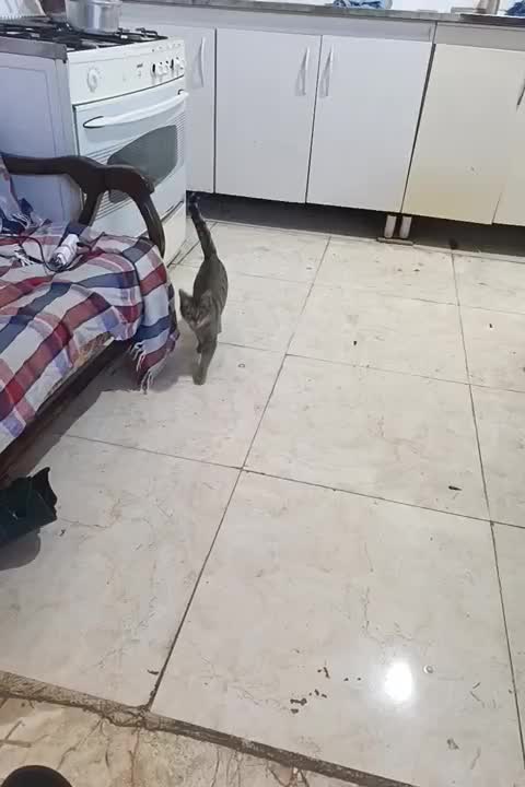 گربه نر|گربه|اقبالیه, |دیوار