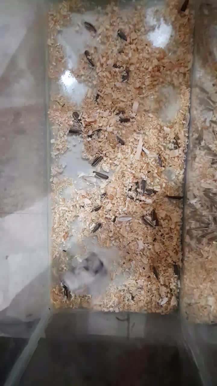 همستر سفیدرنگ ماده|موش و خرگوش|اهواز, ۳۰ متری|دیوار