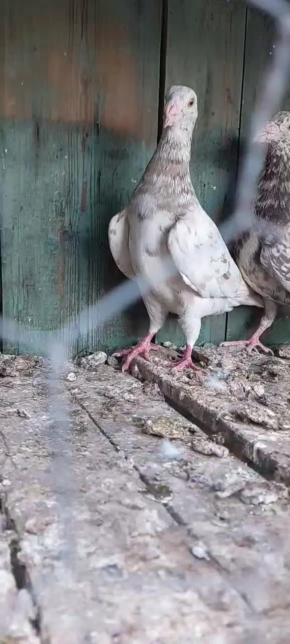 کبوتر|پرنده|شیراز, اکبر آباد|دیوار