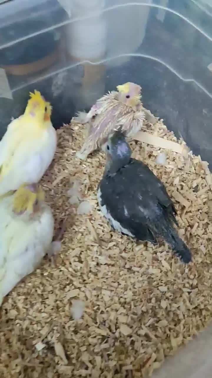 جوجه عروس هلندی لوتینو سرلاکی دستی|پرنده|شیراز, شیخ علی چوپان|دیوار