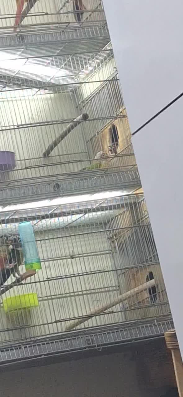 ۲ جفت گرینچیک|پرنده|کارون, |دیوار