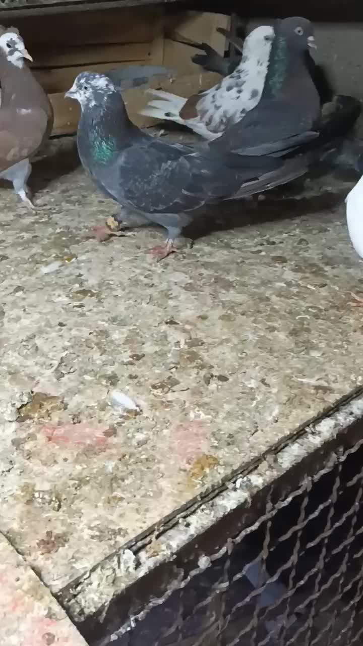 زاغ گلکی/سبز نفتی|پرنده|بندرعباس, |دیوار